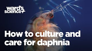 Caring and Culturing for Daphnia [upl. by Mchale]