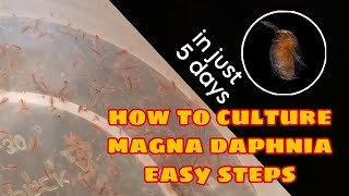 How to Culture Magna Daphnia Easily [upl. by Jillian]