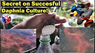 How to Culture Daphnia Successfully [upl. by Porte]