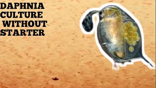 HOW TO CULTURE DAPHNIA NATURALLY WITHOUT A STARTER [upl. by Horatio]