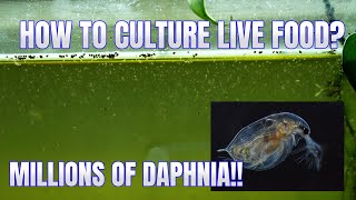 How to Culture Daphnia Secret Method to Breed MILLIONS  Simply Aquatic [upl. by Crooks]