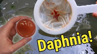 How I Culture Daphnia In Outdoor Tubs [upl. by Llenal]