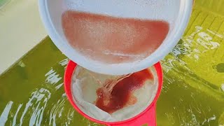 How to culture daphnia  Daphnia culture  How to grow daphnia outdoor [upl. by Marbut901]