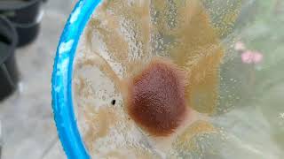 How to culture daphnia moina in a small container Part 1 English Subtitle [upl. by Reyaht]