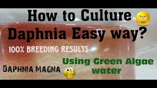 Daphnia MagnaHow to Culture Daphnia Easy wayCulturing Daphnia using Green water Daphnia [upl. by Ednil]