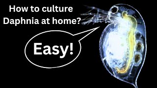 BEST Live Fish Food Beginner guide How to Culture Daphnia at home [upl. by Ycnaffit474]