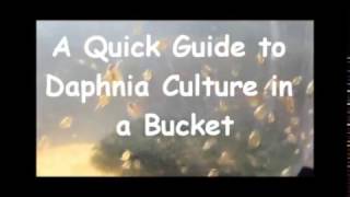 How to culture daphnia outside [upl. by Mahgirb739]