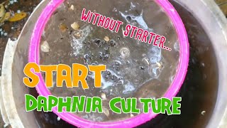 How to culture daphnia moina the easy way 1  Starting the Daphnia culture [upl. by Chiaki]