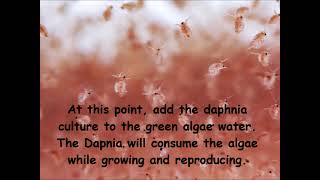 Daphnia  How to grow daphnia in your home [upl. by Francisco]