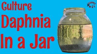 How to Culture Daphnia in a Jar [upl. by Aemat]