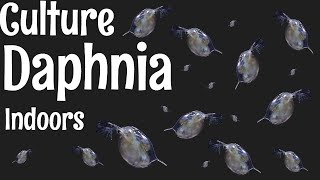 How to Culture Daphnia [upl. by Ramunni]