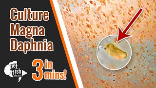 How to culture DAPHNIA MAGNA  The easy way [upl. by Cass735]