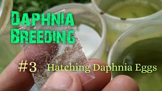 Daphnia Culture made simple and easy 3  Hatching Daphnia eggs [upl. by Namrac111]