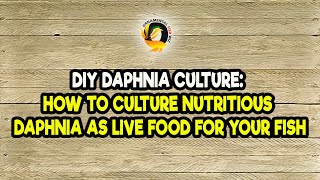 DIY Daphnia Culture How to Culture Nutritious Daphnia as Live Food for Your Fish [upl. by Eupheemia901]