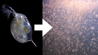 How I Culture Daphnia [upl. by Kizzie]