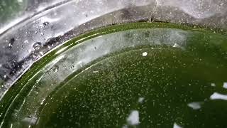 DAPHNIA MOINA CULTURE IN A SMALL BUCKET [upl. by Nageet]