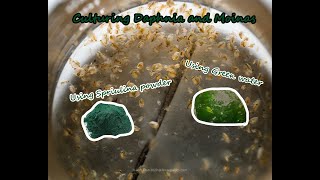 How To Culture Daphnia and Moinas using Green Water Spirulina powder [upl. by Deaner141]