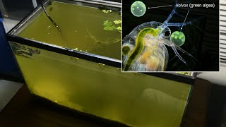 Raising Daphnia for the Freshwater Aquarium [upl. by Hillel]