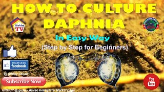 HOW TO CULTURE DAPHNIA In Easy Way [upl. by Richter986]